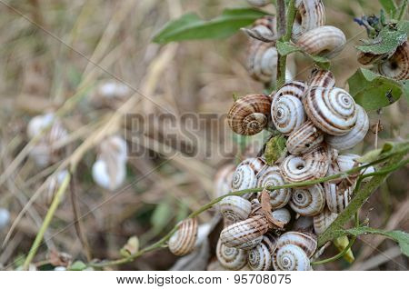 Little Snails