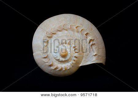 Melon Shell