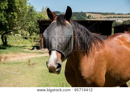 Portrait Of A Horse With Fly Net.