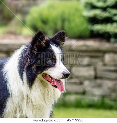 Dog, border collie, portrait of being happy