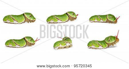 Everted Osmeterium Of Common Mormon Caterpillar ( Papilio Polytes Butterfly )