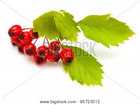 Hawthorn