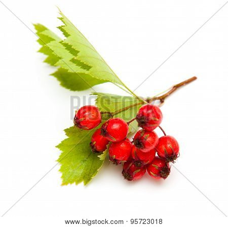 Hawthorn