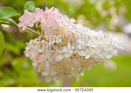 Hydrangea Paniculata