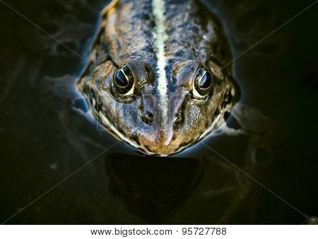 Frog Head