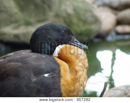 Duck 