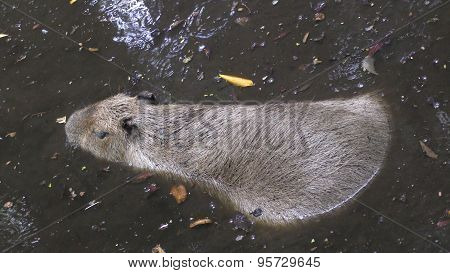 Capibara In Natural Environment