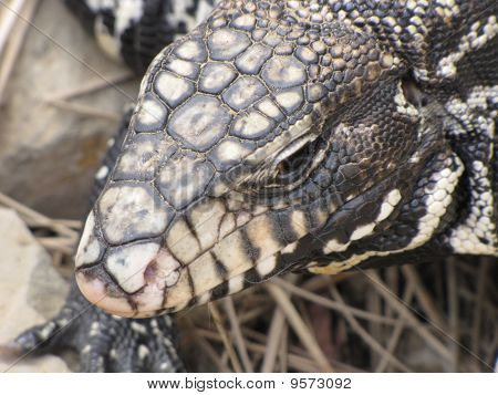 tegu