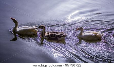 Three Swans