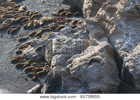 Seals On The Coast