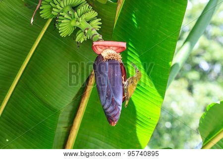 Streaked Spiderhunter bird