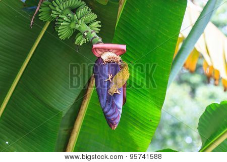 Streaked Spiderhunter bird