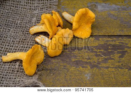 Cantharellus Cibarius, Commonly Known As The Chanterelle, Golden Chanterelle Or Girolle, Is A Fungus