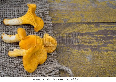 Cantharellus Cibarius, Commonly Known As The Chanterelle, Golden Chanterelle Or Girolle, Is A Fungus