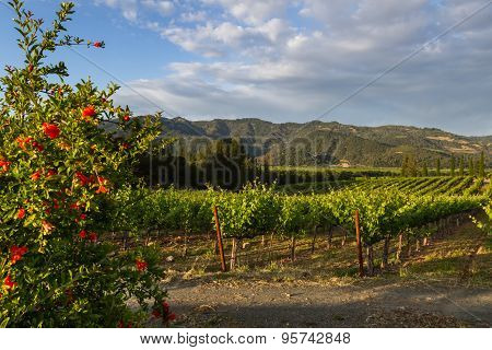 Grape Vines