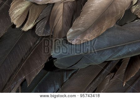 Layer Of Birds Feathers Showing Various Colors