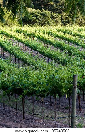 Vineyard In California