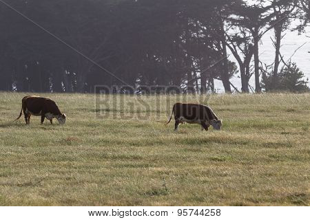 Grass Fed Cows