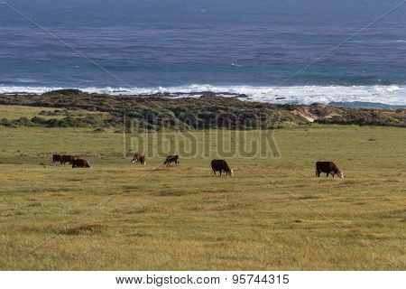 Grass Fed Cows