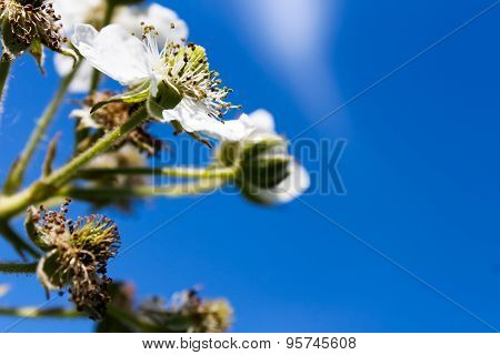 a few white flowers on the branches of a raspberry bush with green leaves