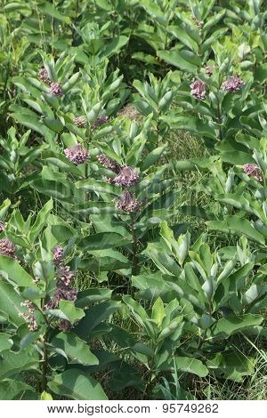 Milkweed Plant, Flowering