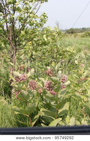 Milkweed Plant, Flowering