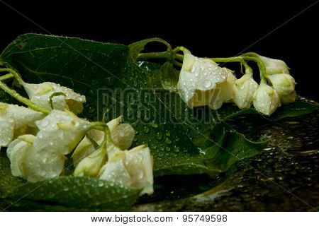 Jasmine Branches After Rain