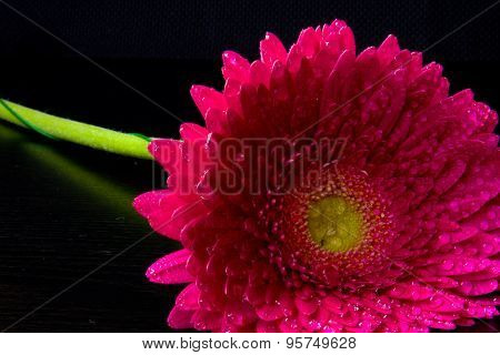 Pink Gerbera On Black Background