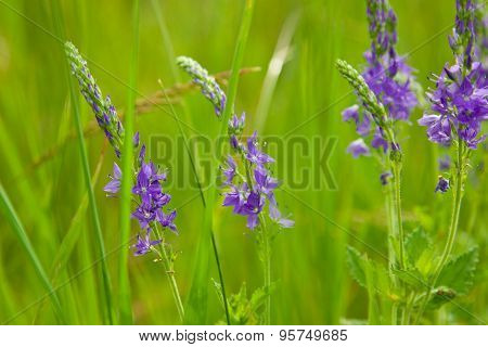 Green Meadow