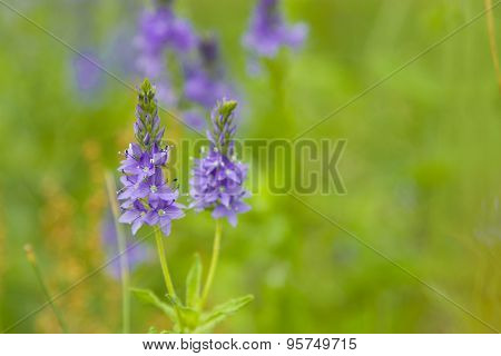 Veronica Teucrium