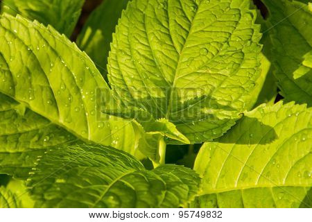 The Leaves Of Lemon Balm