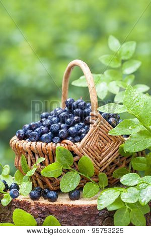 Basket With Blueberries In Summer Forest