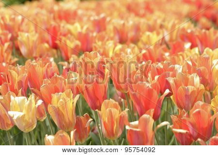 Field Of Flowers On A Sunny Day