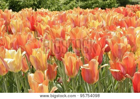 Field Of Orange Flowers On A Sunny Day