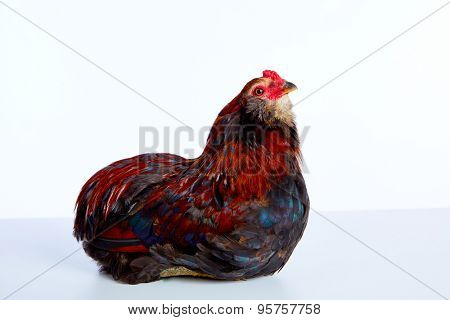 Male Rooster Araucana Easter egger breed in white background