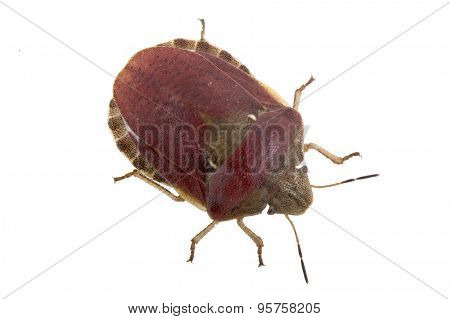 Sloe Bug On White Background