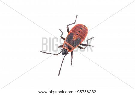 Firebug On White Background