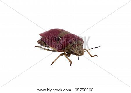Sloe Bug On White Background