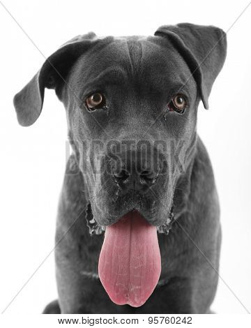 Cane corso italiano dog, isolated on white