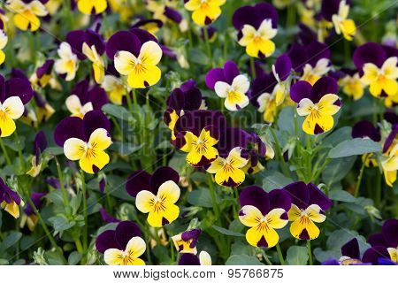 Viola tricolor pansy, flower bed bloom in the garden.