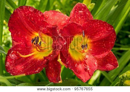 Two Bright Red Day Lilies In A Garden