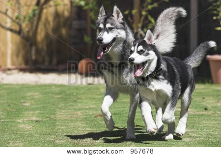 Boldog Huskies