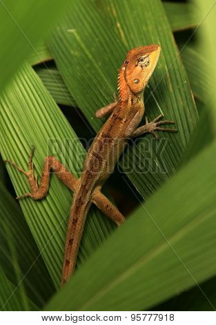 Oriental garden lizard