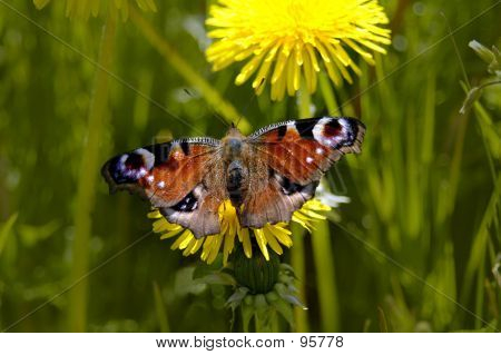 Peacock Butterfly2