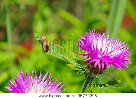 Bedbug Sits On A Leaf Flower Thistles