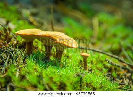 Yellow mushrooms in a pine forest on the moss