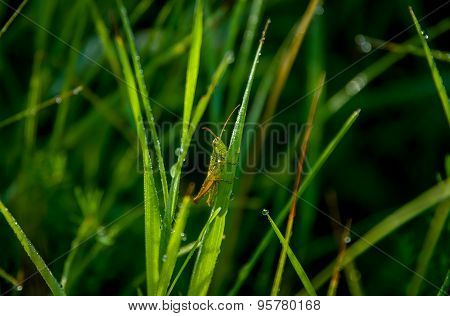 Green grasshopper on grass.