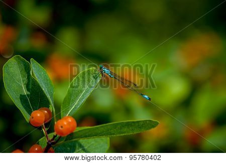 Blue damselfly orange berries on a green bush