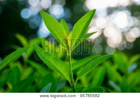 Sprouts of green tea