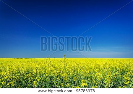 Vibrant Rapefield And Blue Sky.